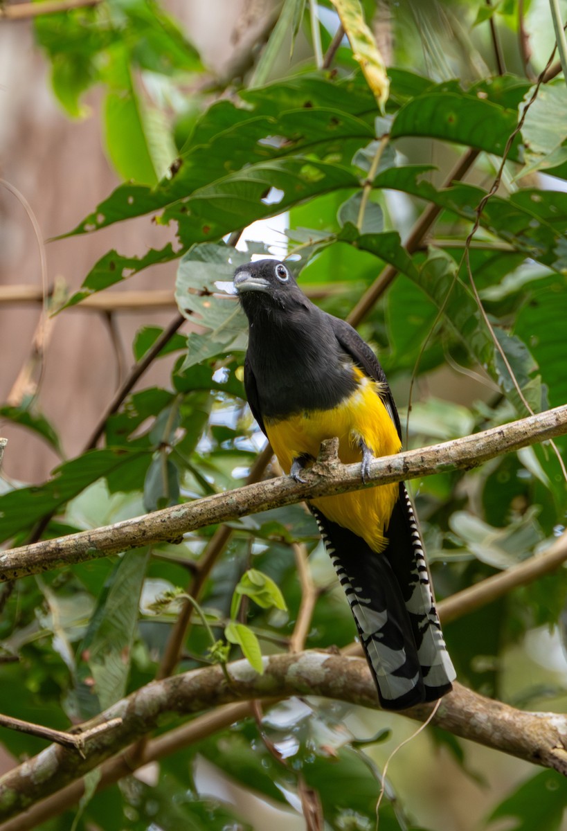 Trogon à queue blanche - ML609867930