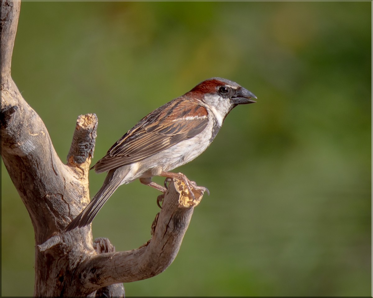 House Sparrow - ML609868007