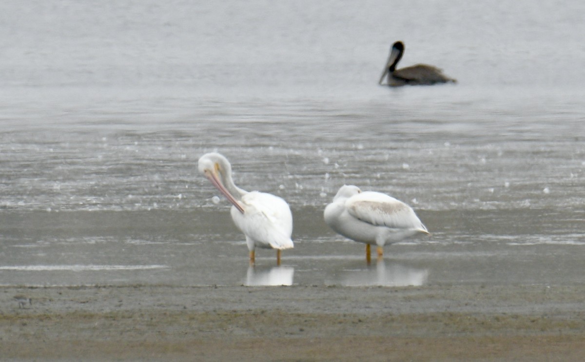 American White Pelican - ML609868043