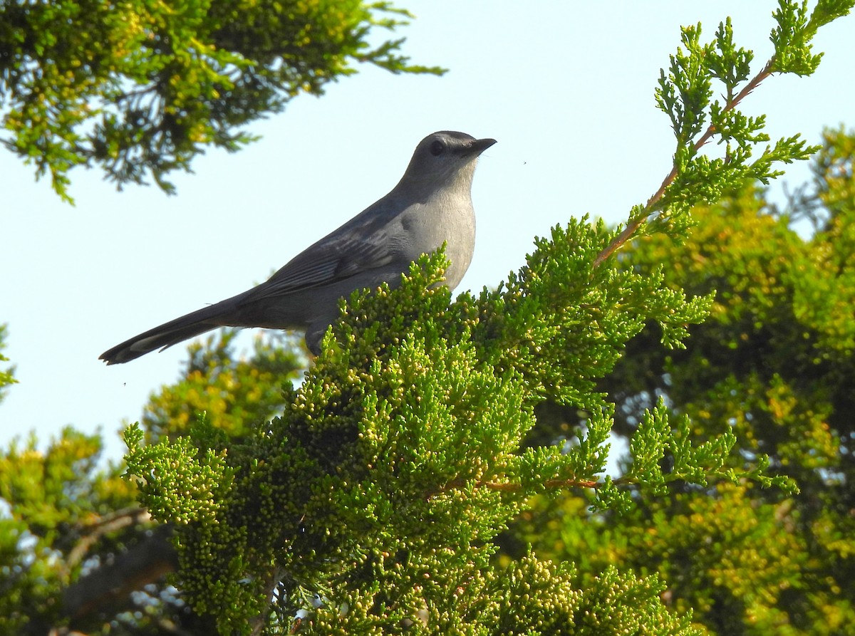 Gray Catbird - ML609868056