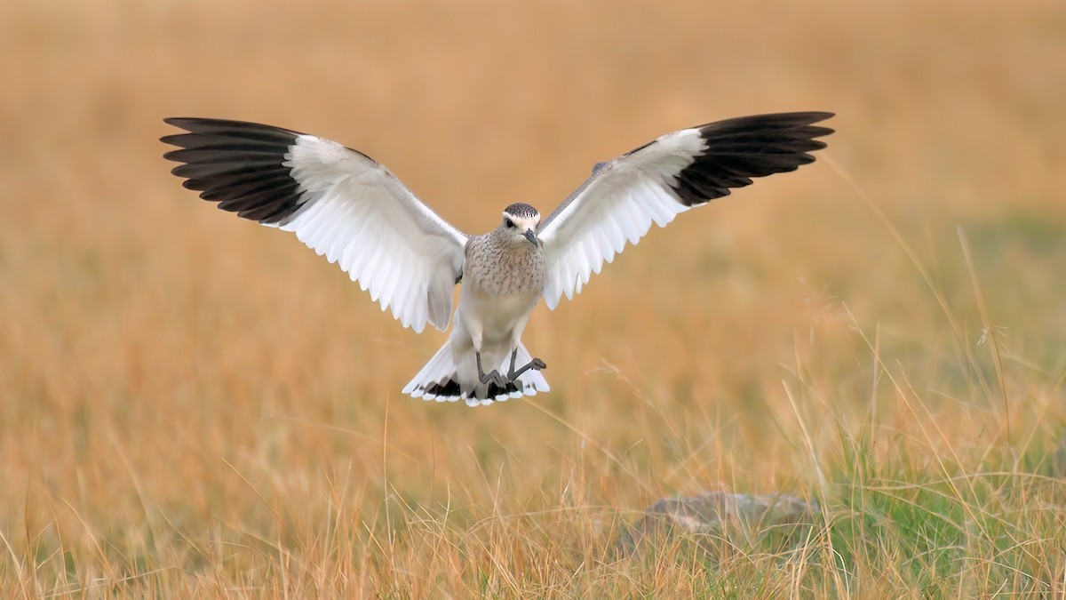 Sociable Lapwing - ML609868058