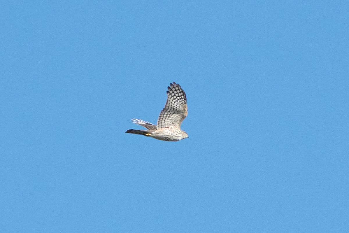 Sharp-shinned Hawk - ML609868098