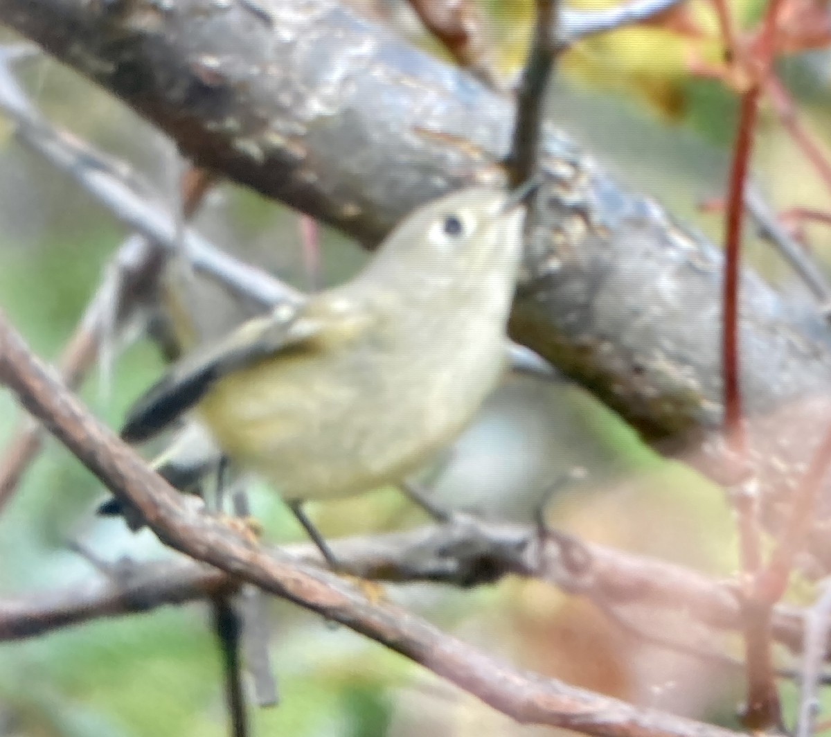 Ruby-crowned Kinglet - Leslie and David Kraus