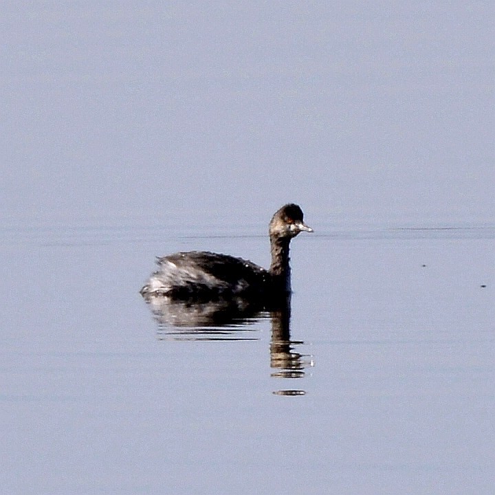 Eared Grebe - Bill Elrick