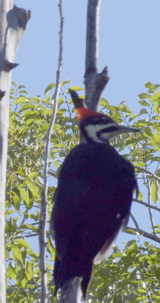 Pileated Woodpecker - ML609868267