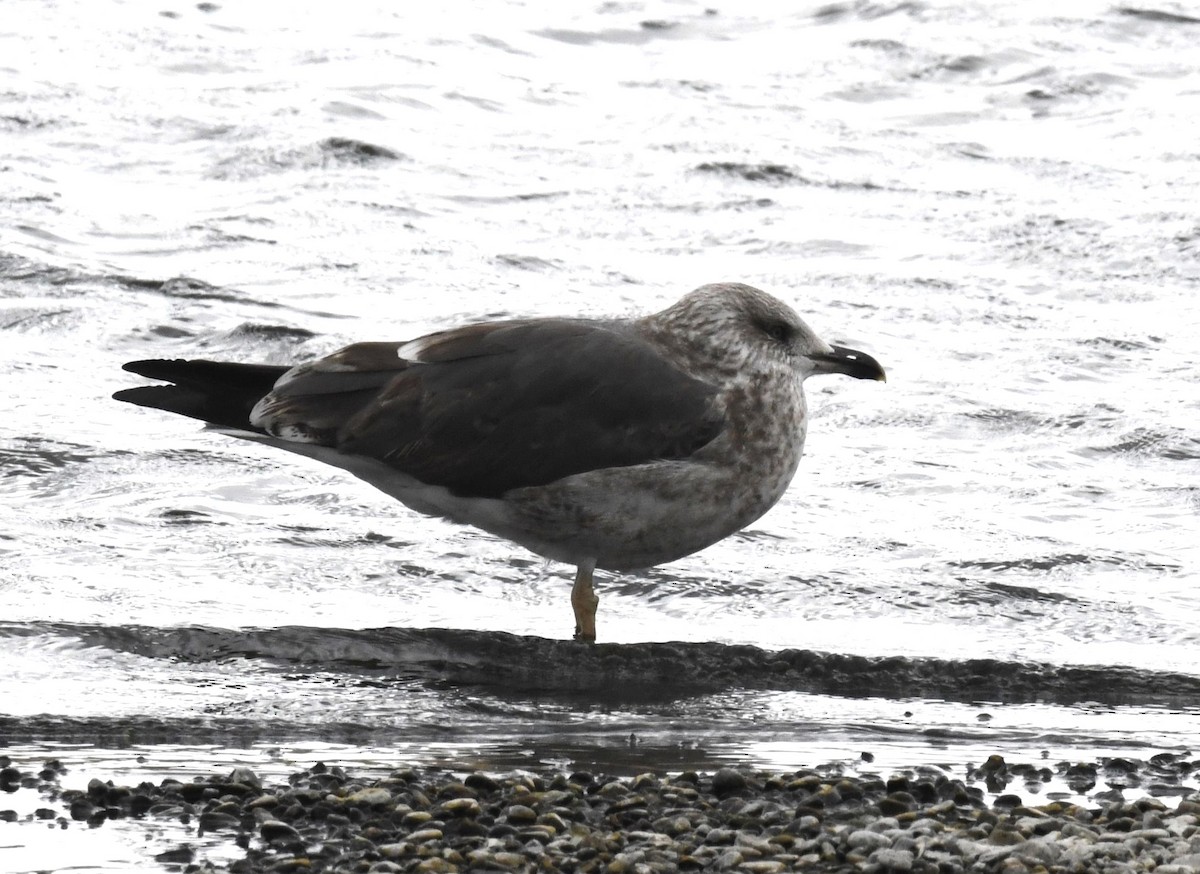 Lesser Black-backed Gull - ML609868324