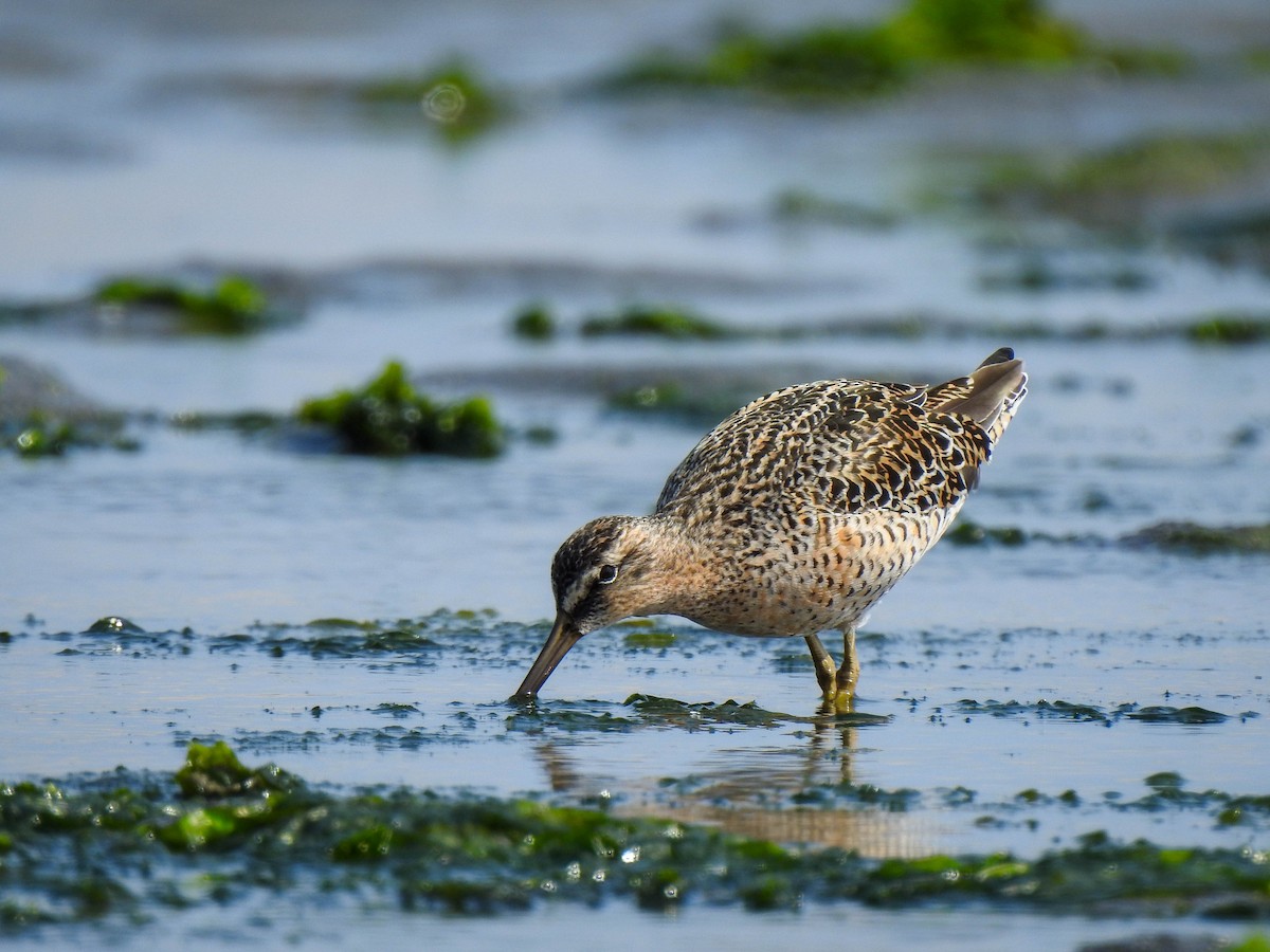 Short-billed Dowitcher - ML609868327