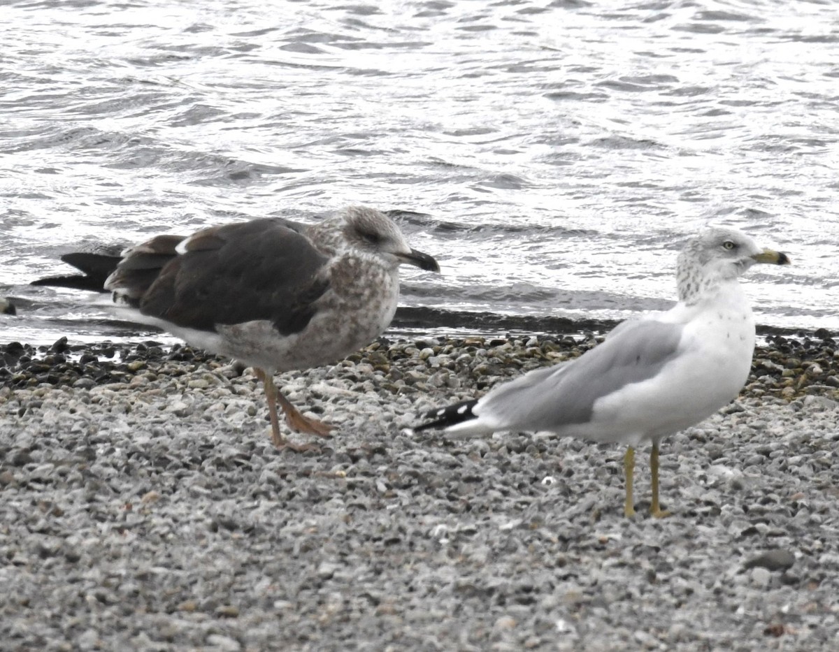 Gaviota Sombría - ML609868465