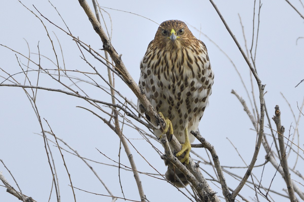 Cooper's Hawk - ML609868493