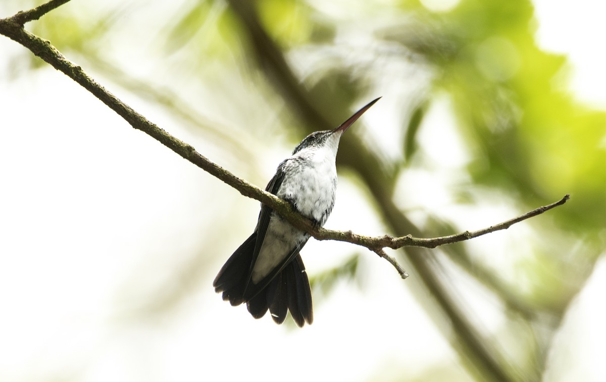 Plain-bellied Emerald - ML609868640