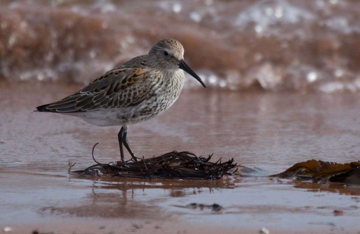 Dunlin - CARLA DAVIS