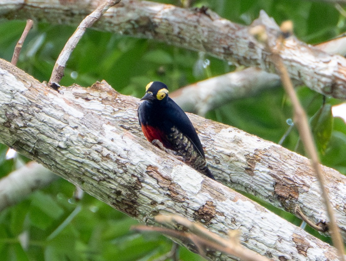 Yellow-tufted Woodpecker - ML609868703