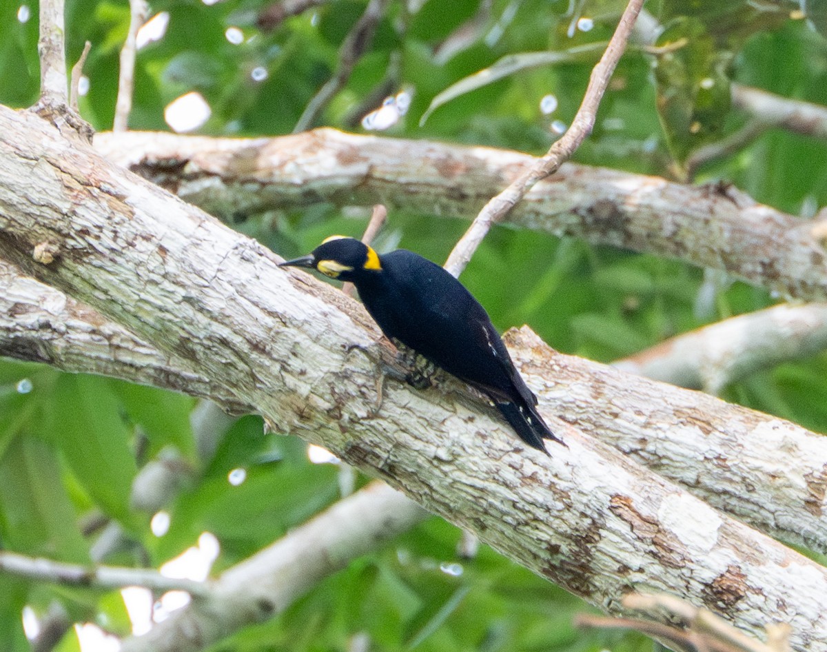 Yellow-tufted Woodpecker - ML609868704