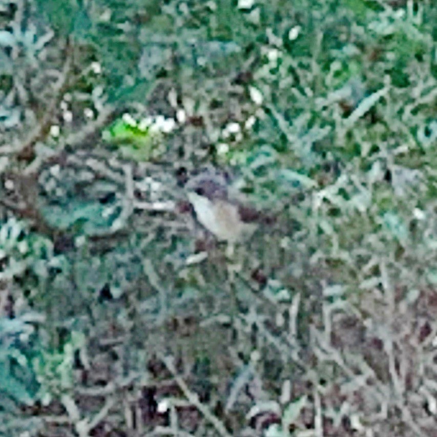 Sardinian Warbler - ML609868715