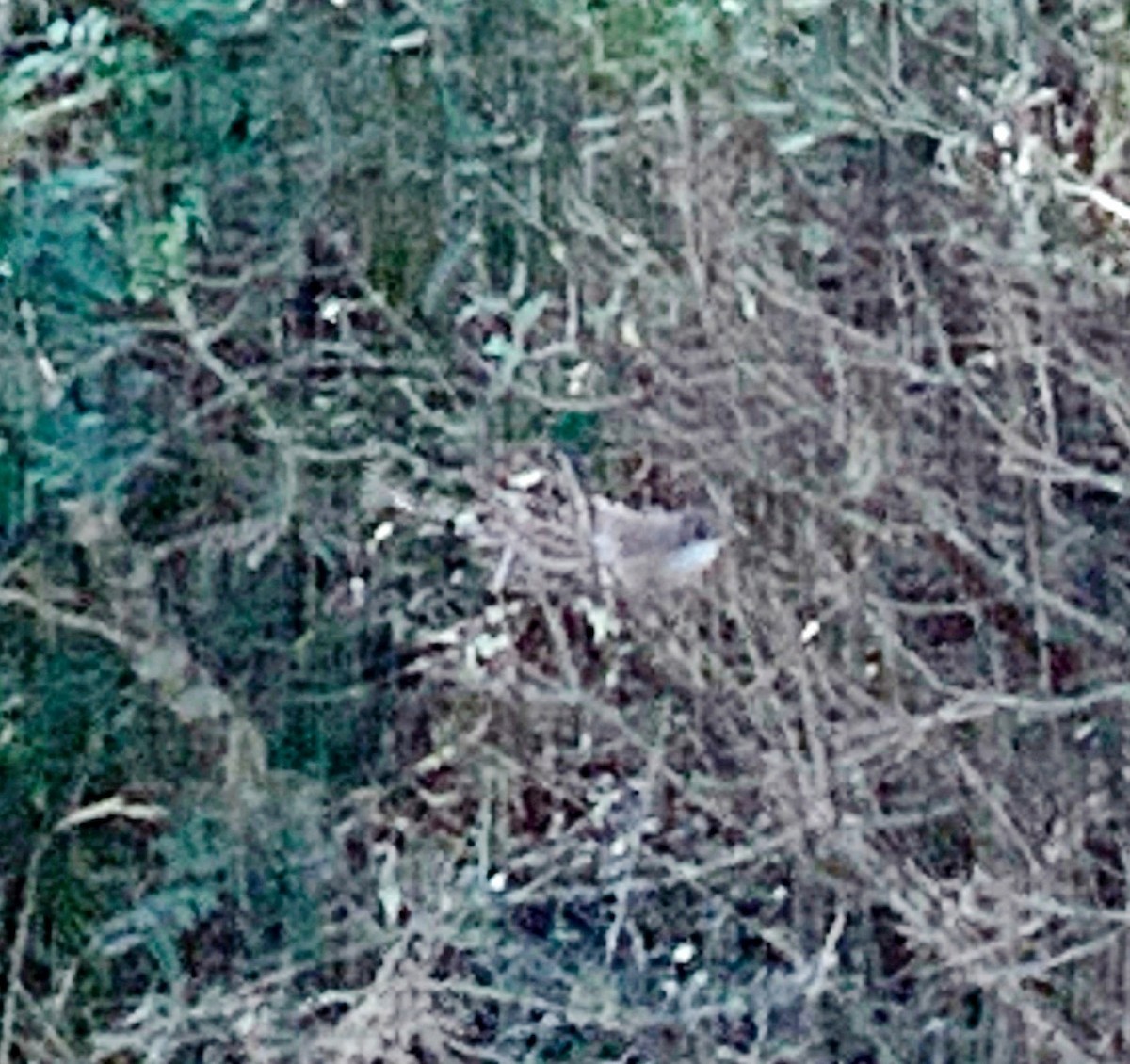 Sardinian Warbler - ML609868716