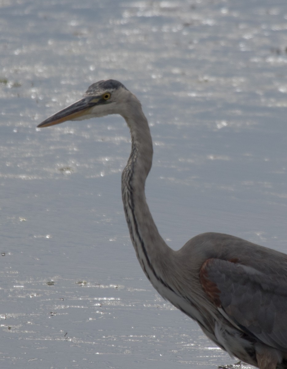 Great Blue Heron - CARLA DAVIS