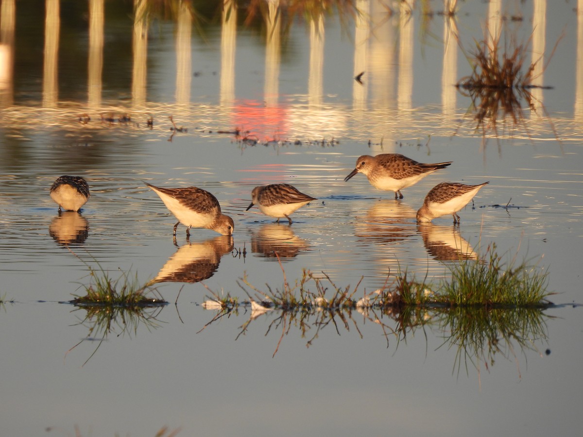 White-rumped Sandpiper - ML609868819