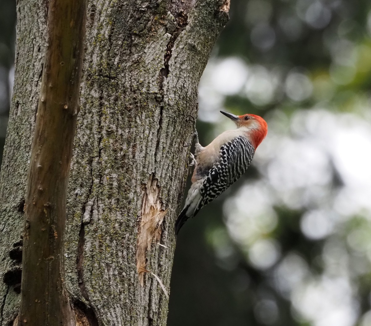Red-bellied Woodpecker - ML609868906