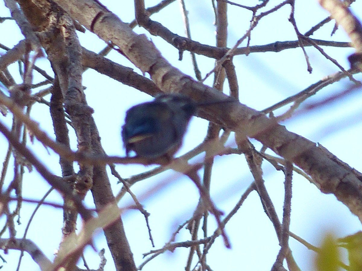 Colibri à gorge bleue - ML609868960