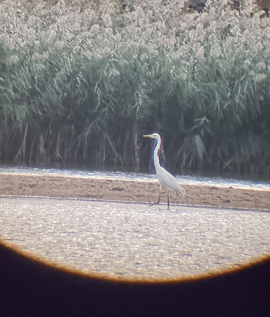 Great Egret - ML609868967