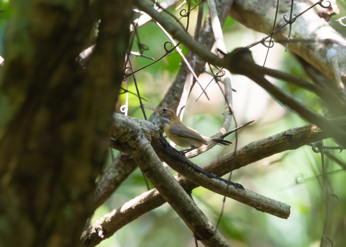 Chattering Gnatwren - Silvia Faustino Linhares