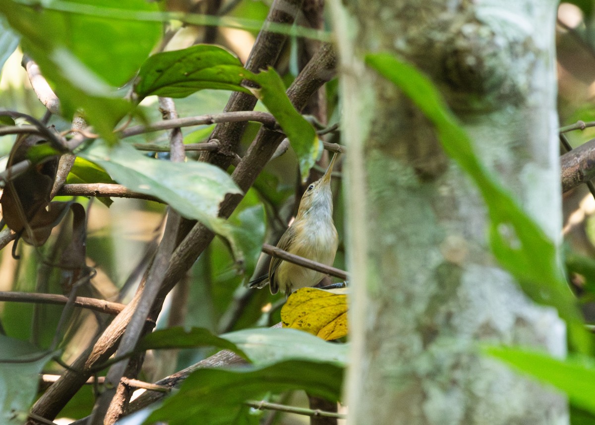 Chattering Gnatwren - Silvia Faustino Linhares