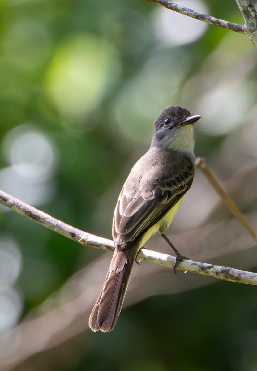 Short-crested Flycatcher - ML609869110