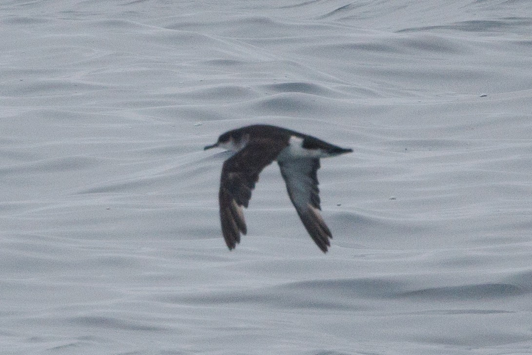 Manx Shearwater - ML609869125