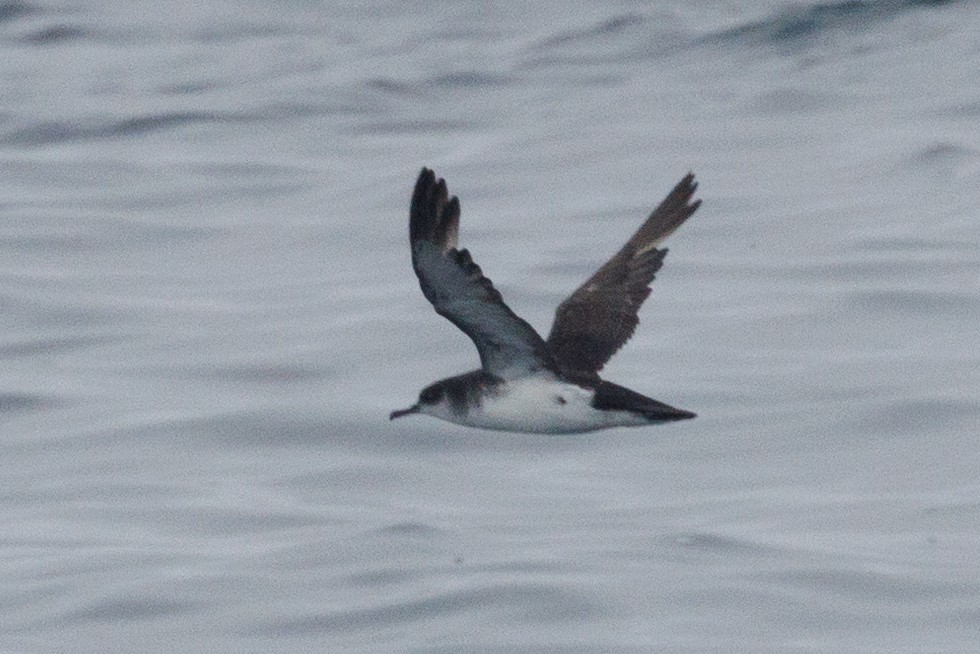 Manx Shearwater - ML609869126