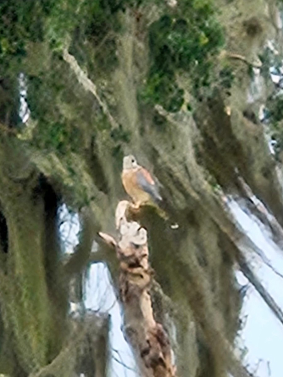 American Kestrel (Northern) - ML609869238