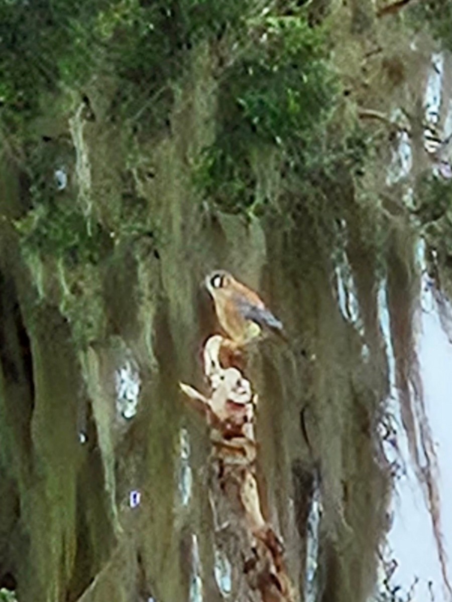 American Kestrel (Northern) - ML609869239