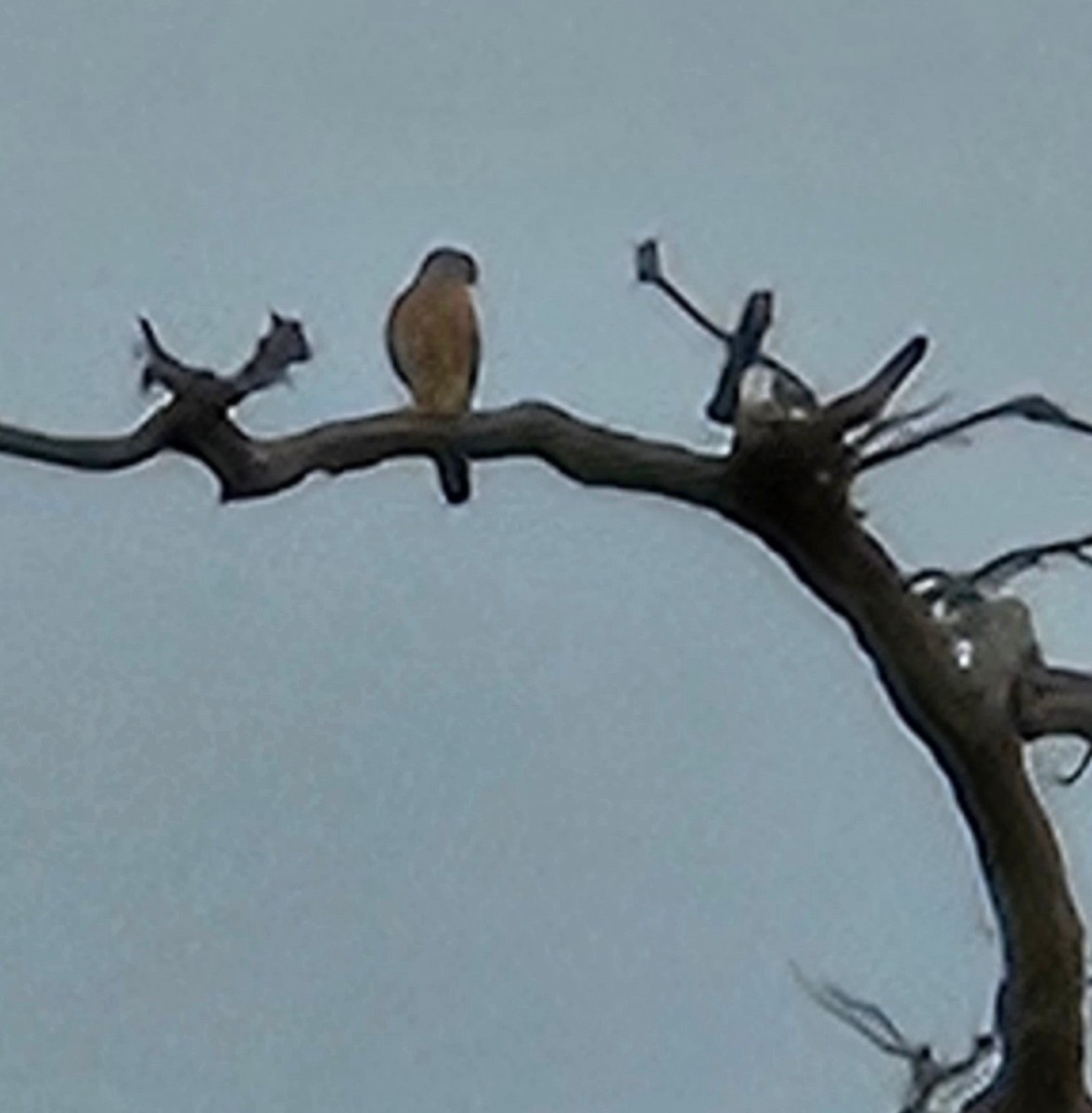 American Kestrel (Northern) - ML609869240