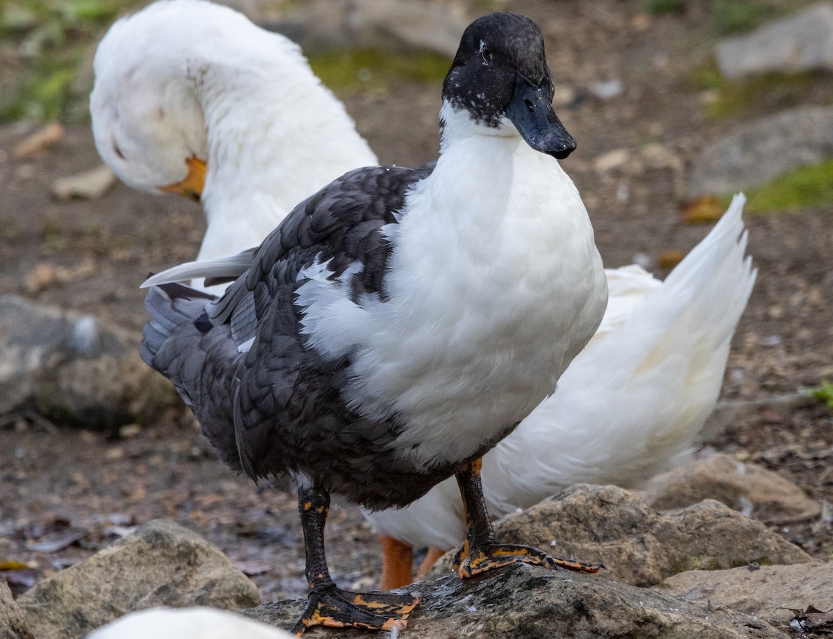 Muscovy Duck (Domestic type) - ML609869342