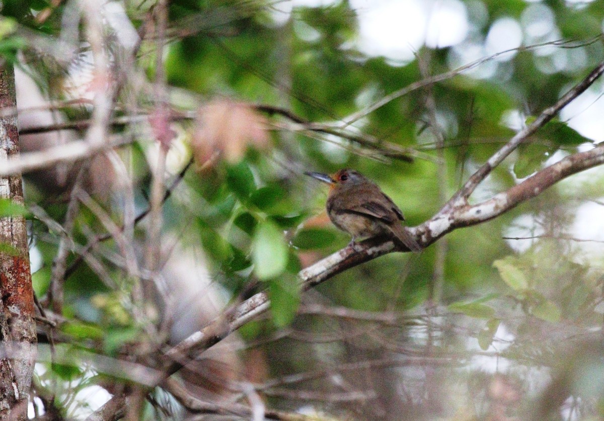 Fulvous-chinned Nunlet - ML609869368