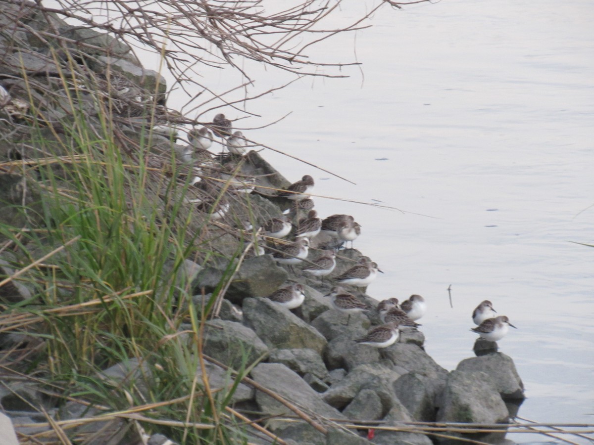 Semipalmated Sandpiper - ML609869464