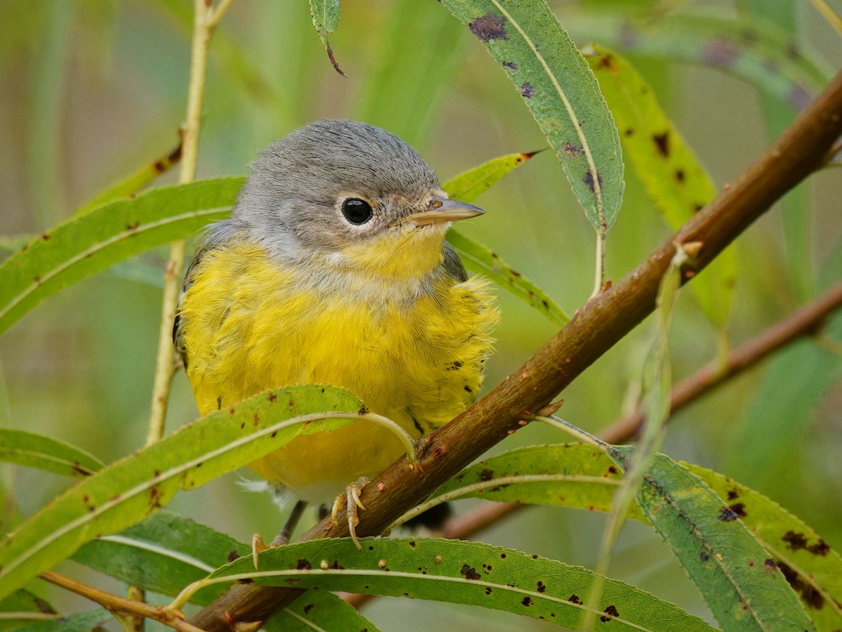 Magnolia Warbler - Terry Miller 🦅