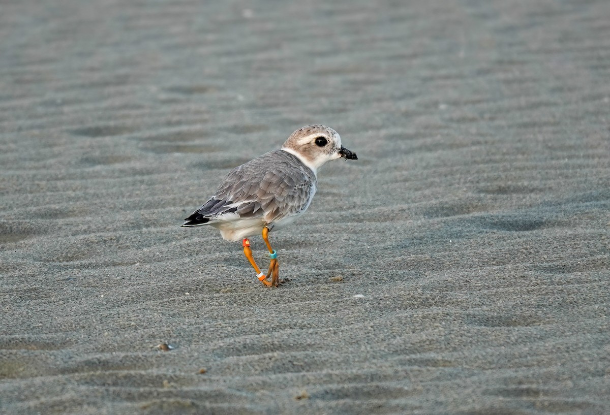 Piping Plover - Pam Vercellone-Smith
