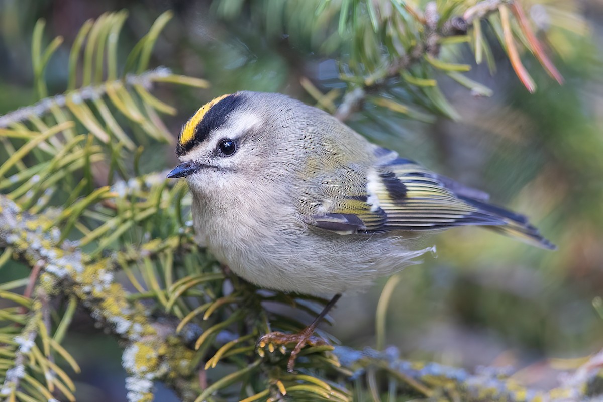 Golden-crowned Kinglet - ML609869599