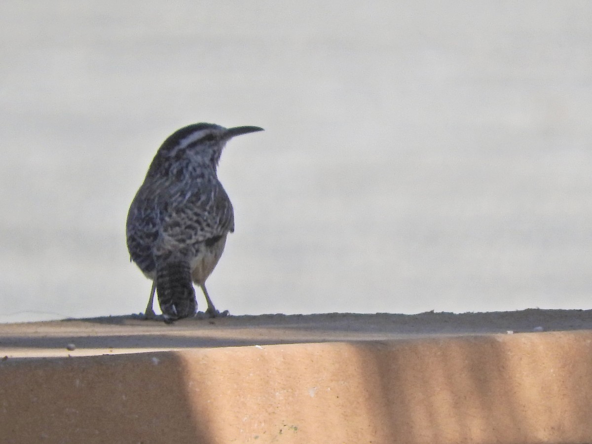 Cactus Wren - ML609869635