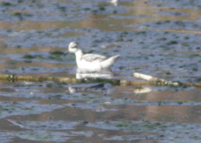 Red/Red-necked Phalarope - ML609869649