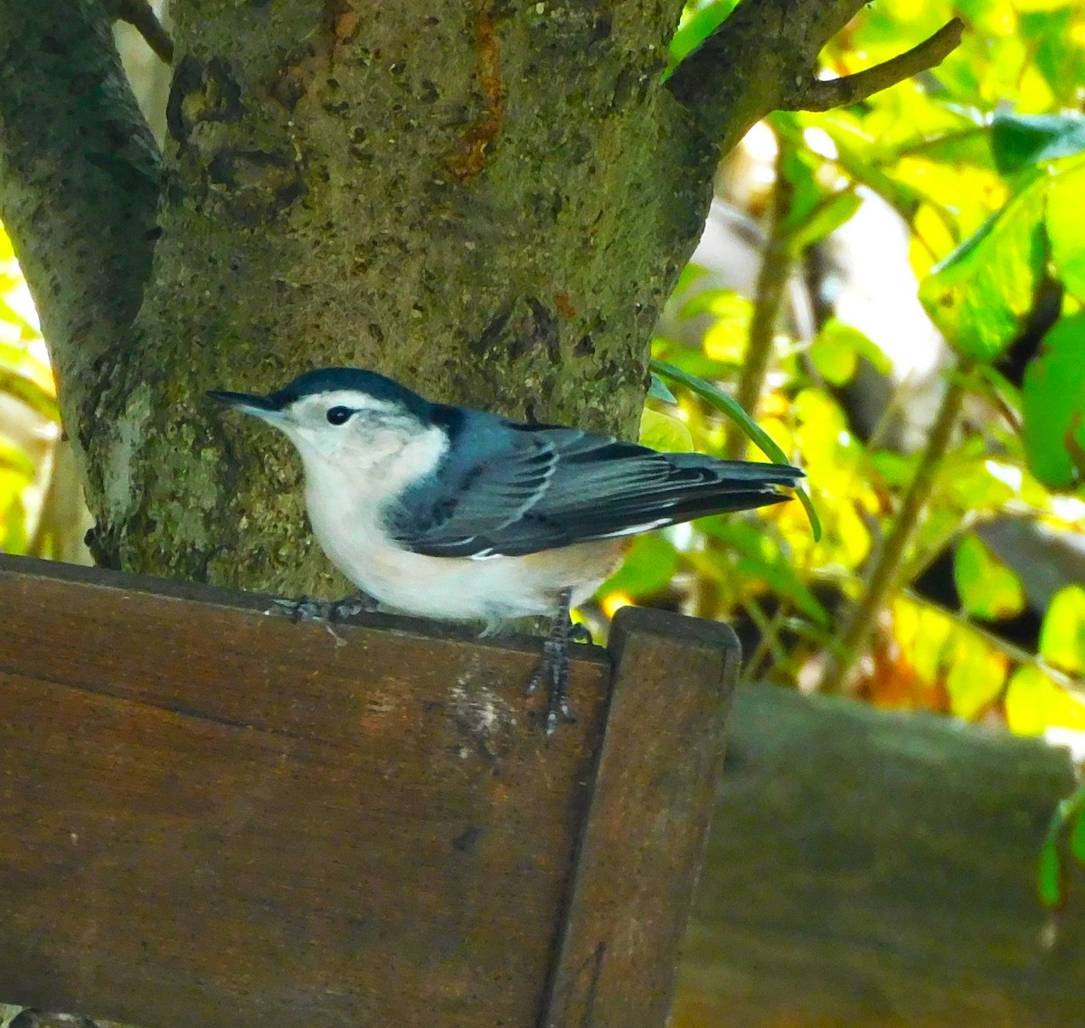 White-breasted Nuthatch - ML609869767