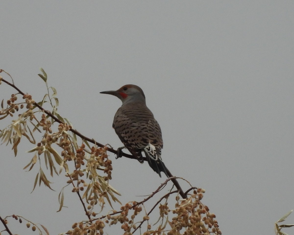Northern Flicker (Red-shafted) - ML609869886