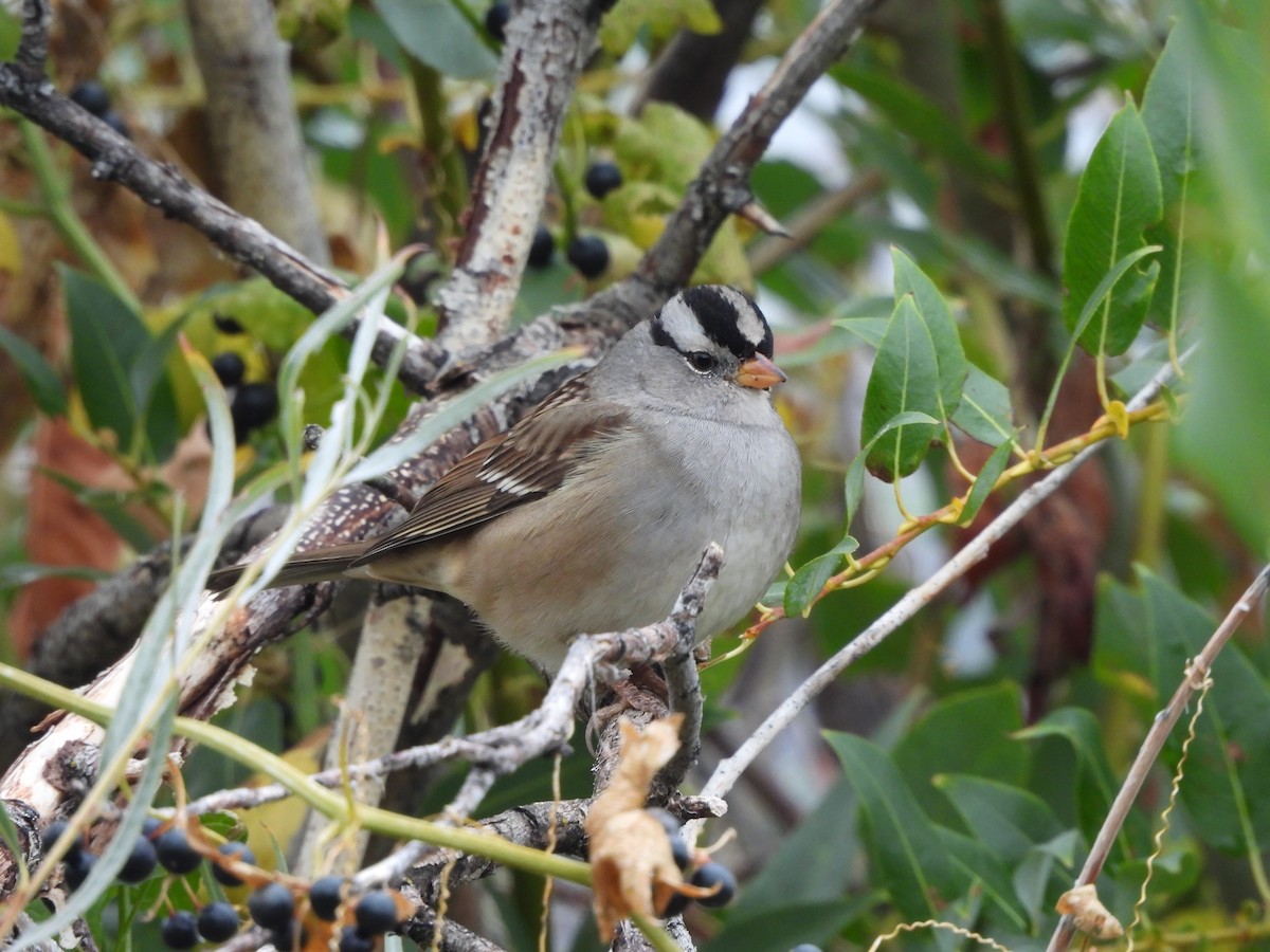 White-crowned Sparrow - ML609869918
