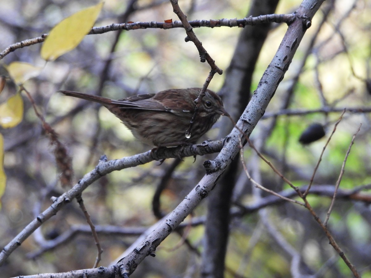 Song Sparrow - ML609869922