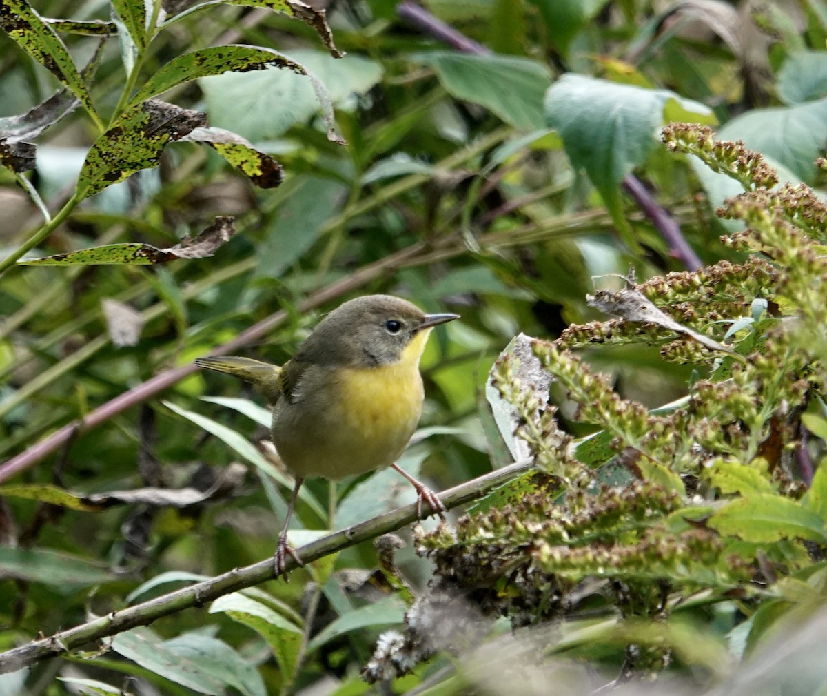 Common Yellowthroat - ML609870000