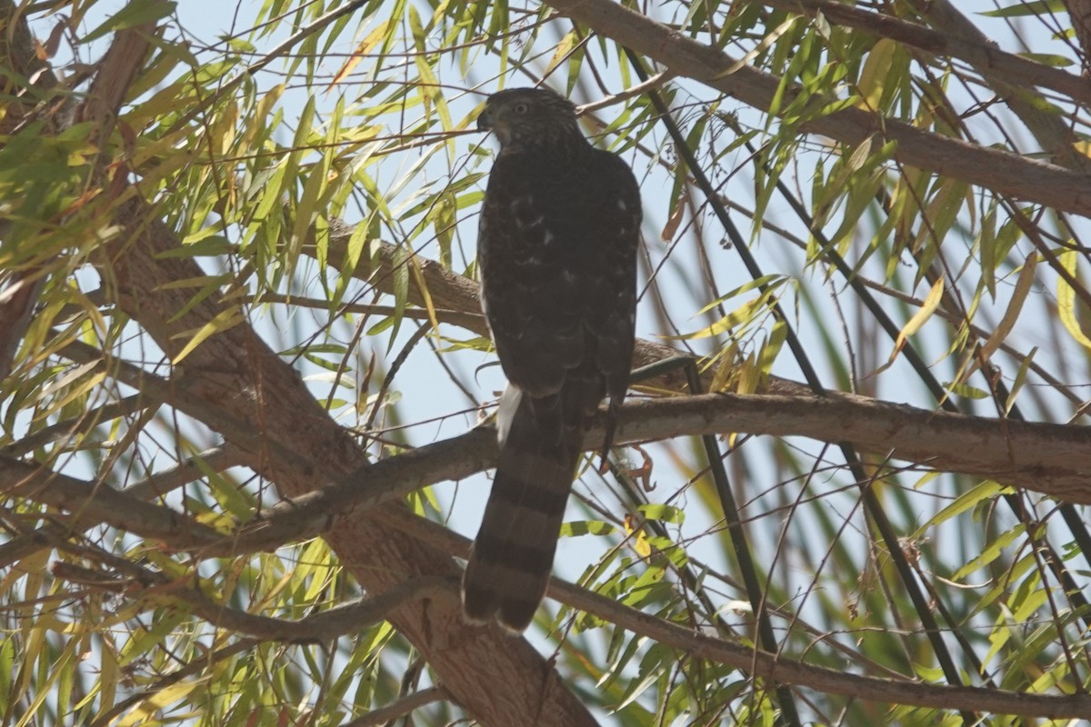 Cooper's Hawk - ML609870064