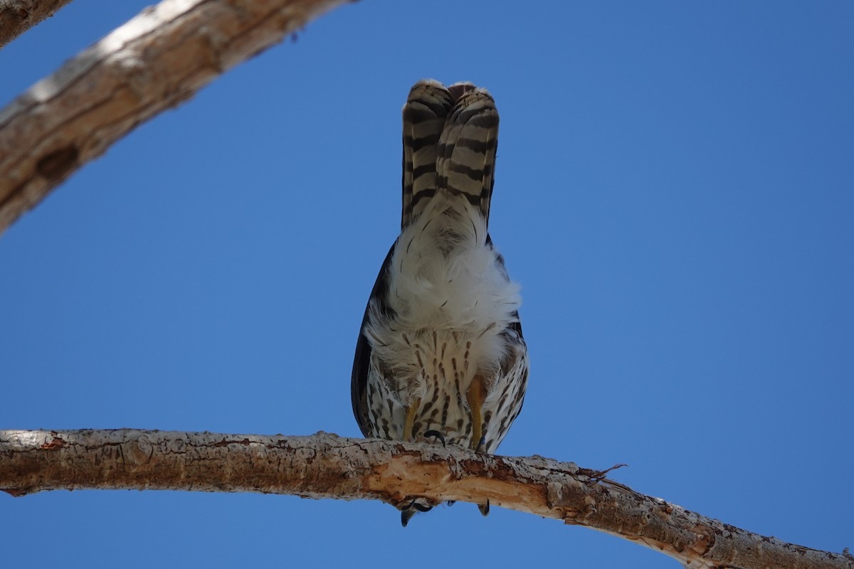 Cooper's Hawk - ML609870066