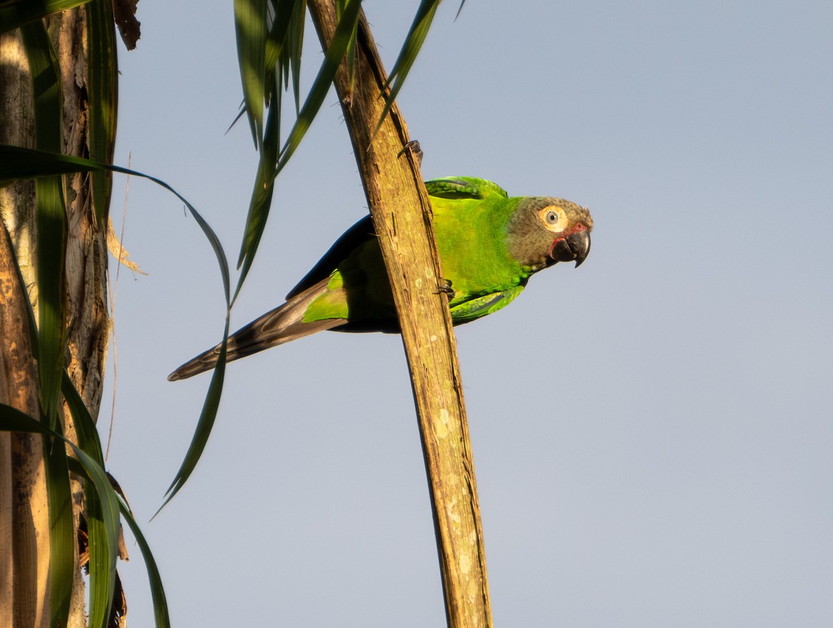 Dusky-headed Parakeet - ML609870089