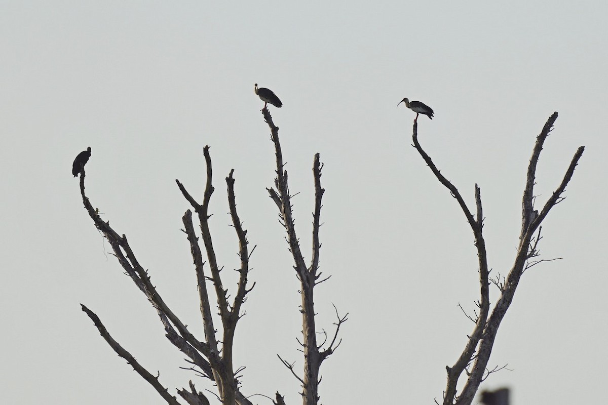 Buff-necked Ibis - ML609870242