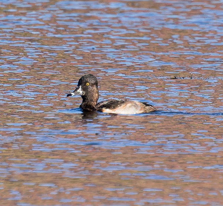 Ring-necked Duck - Karla Salyer